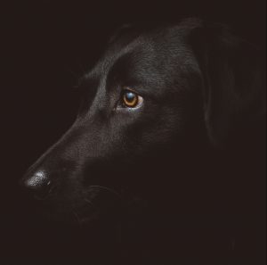 Black Dog and Pet Life Insurance